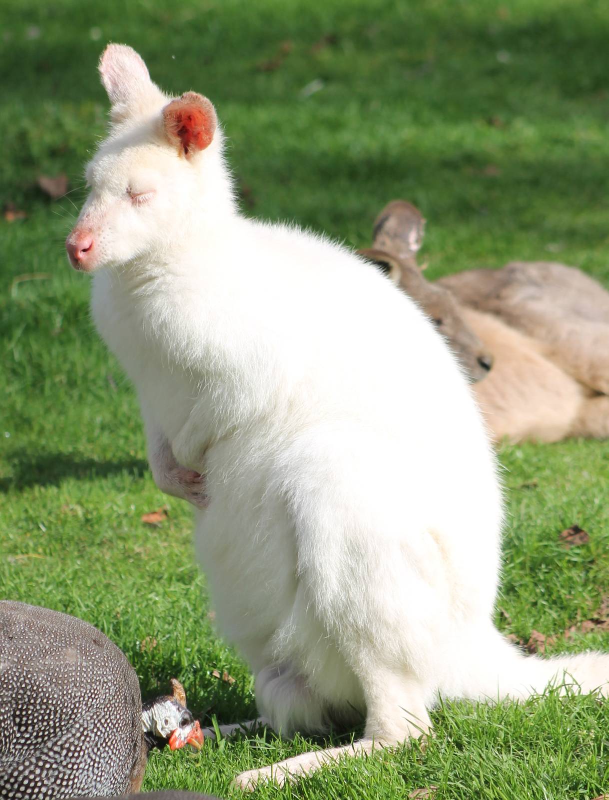 Albino Wallaby