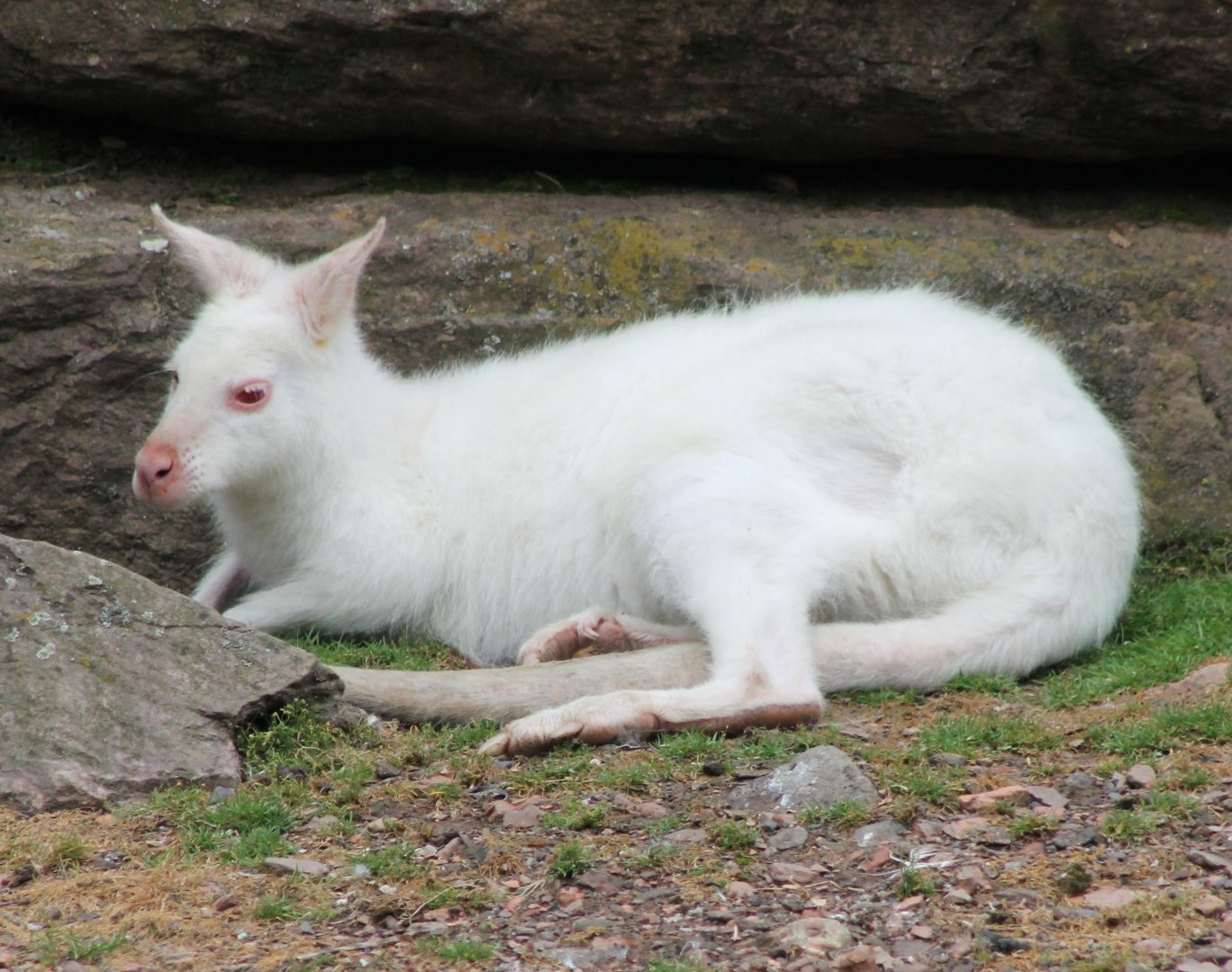 Albino Wallaby