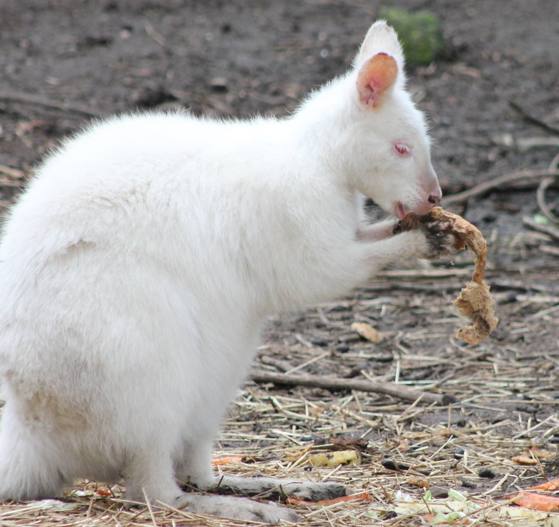 Albino Wallaby