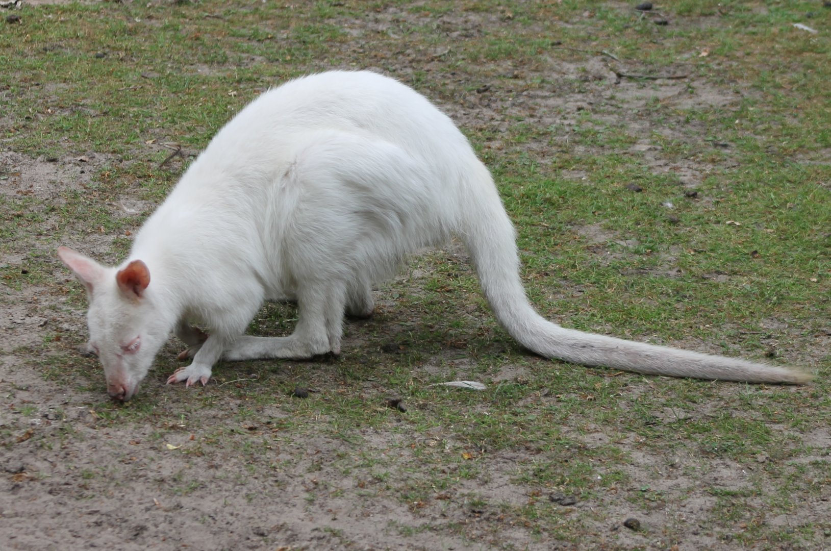 Albino Wallaby