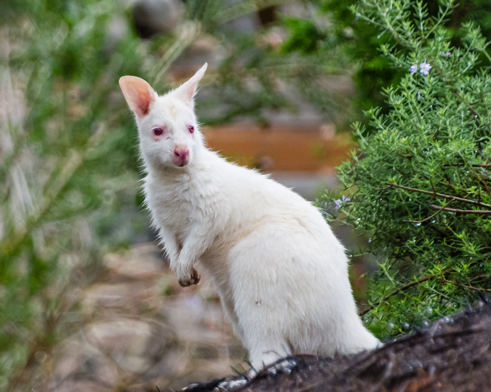 Albino wallaby