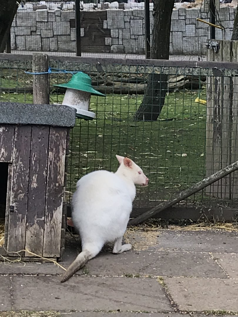 Albino wallaby