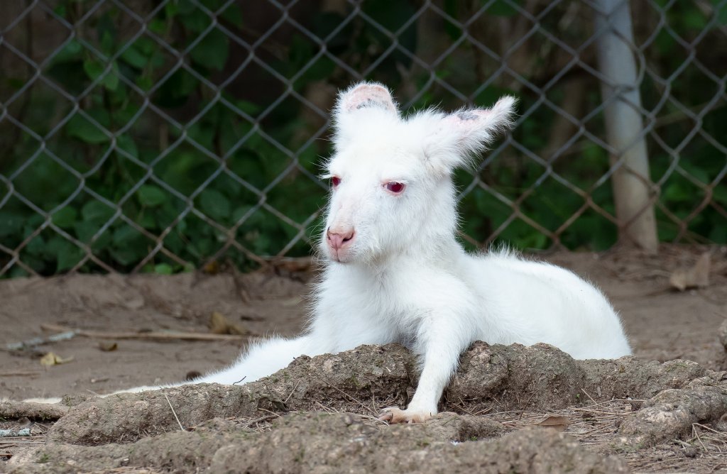 Albino Wallaroo