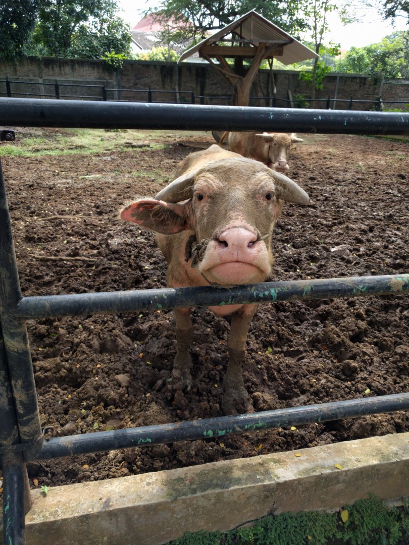 Albino Water Buffalo (Bubalus bubalis) - Taru Jurug Zoo