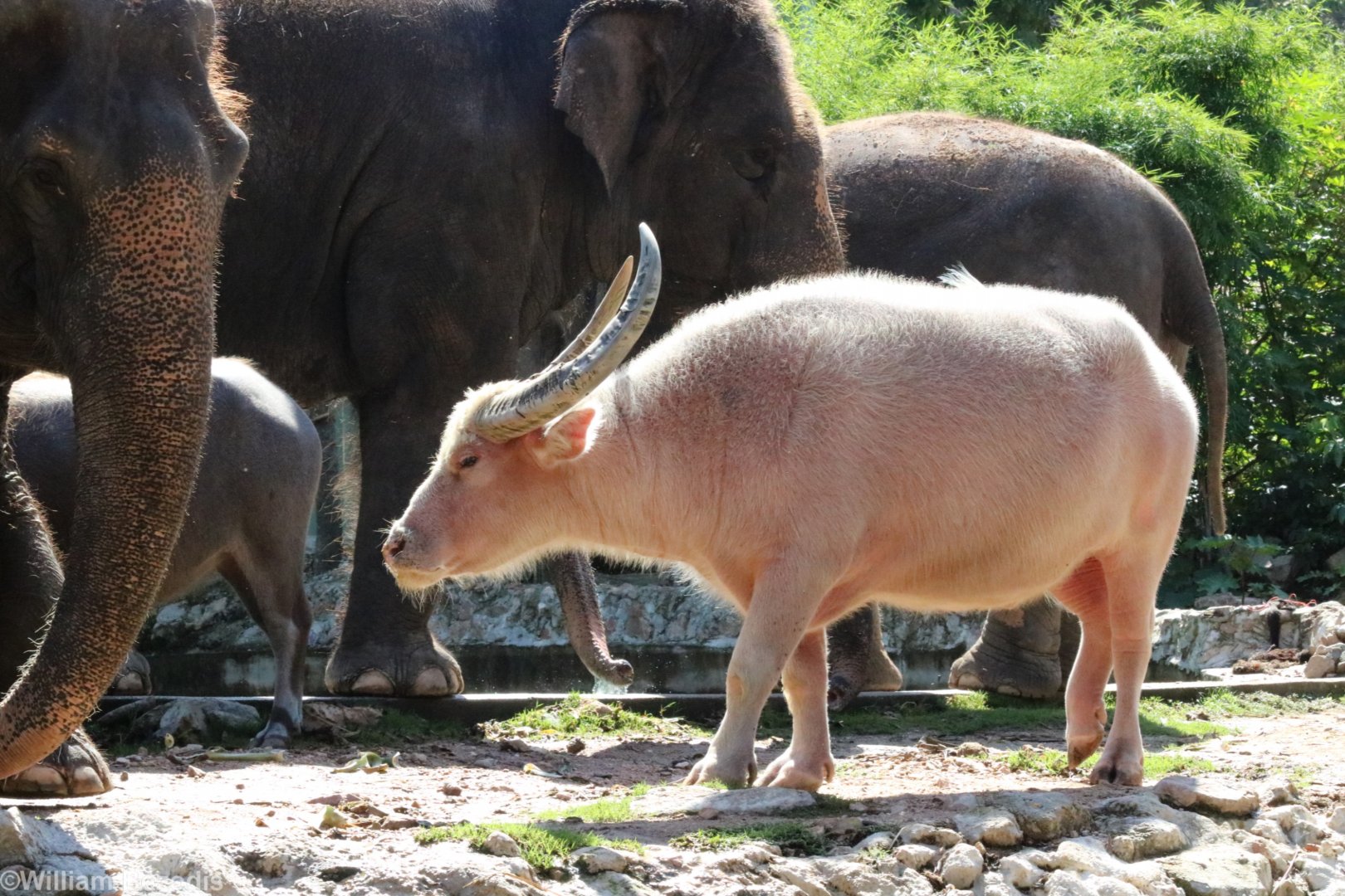 Albino Water Buffalo