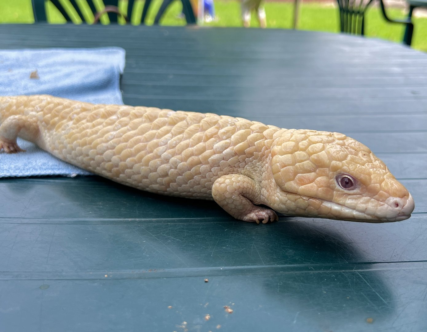 Albino Western Bobtail (Tiliqua rugosa), "Alby"