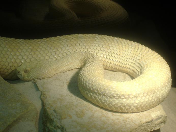 Albino Western Diamond Back Rattlesnake