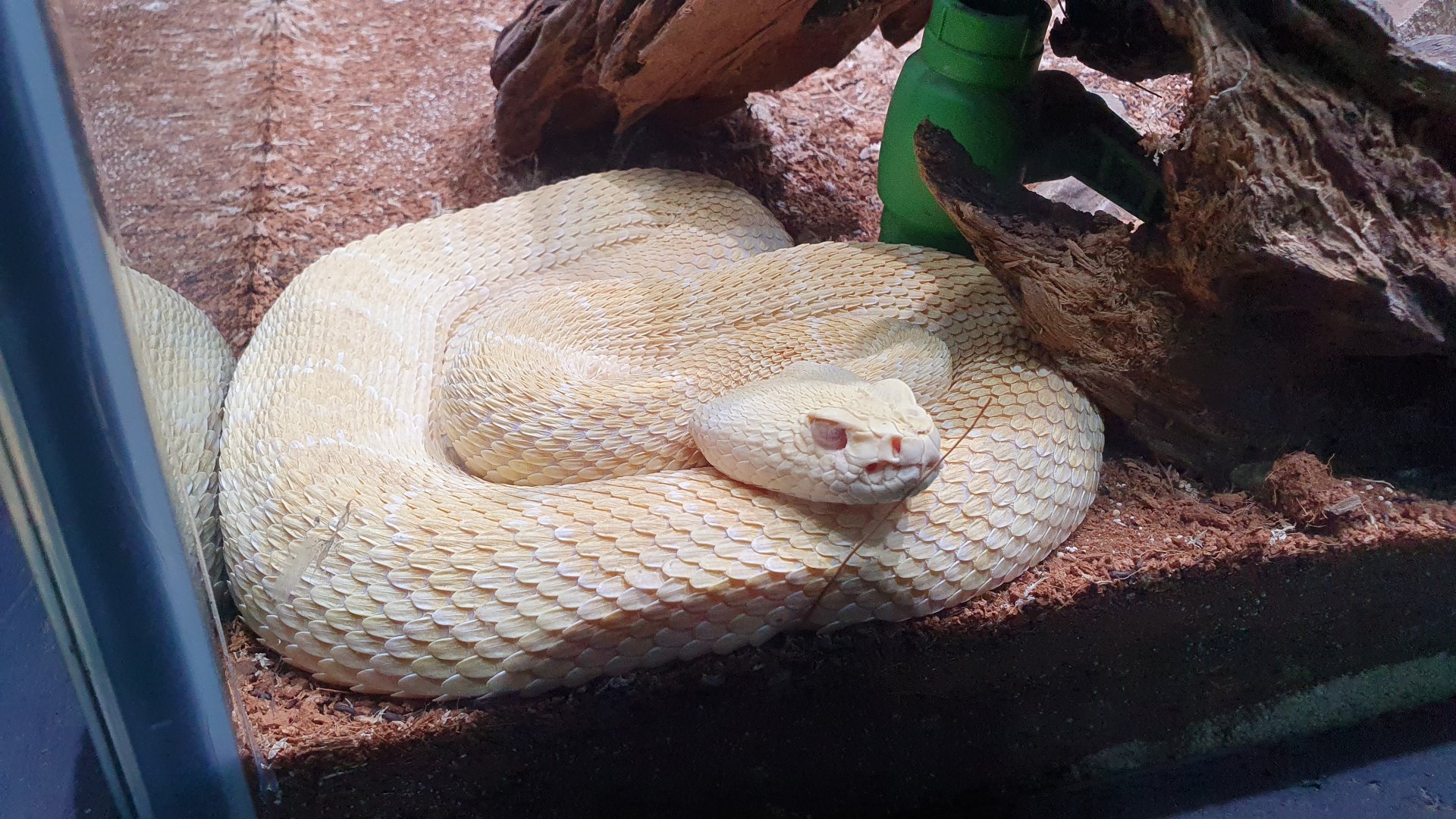 Albino Western Diamondback (Crotalus atrox) - Museum Komodo