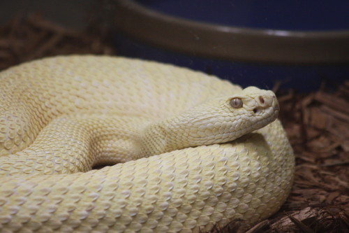 Albino Western Diamondback Rattlesnack