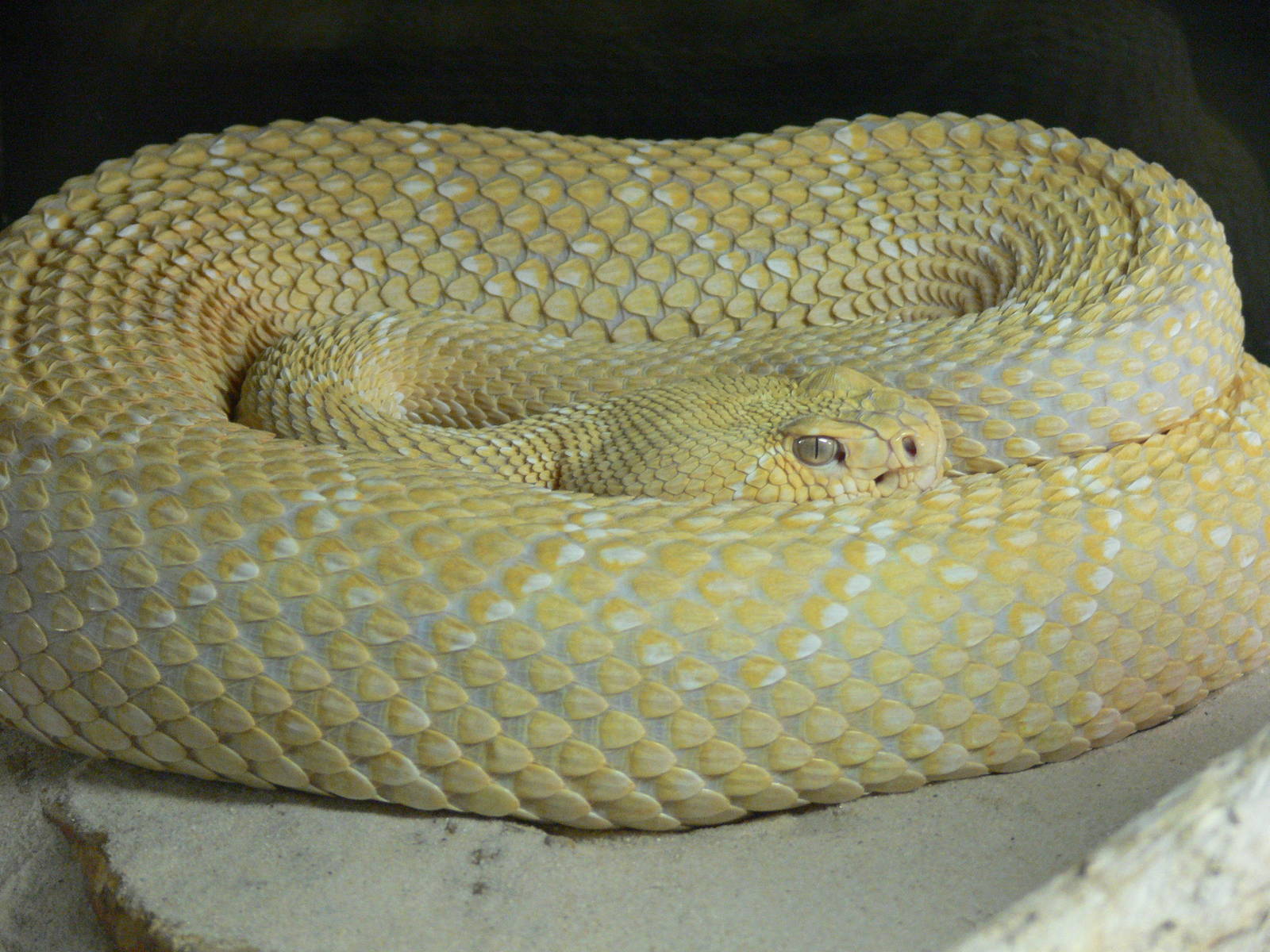 (albino) Western Diamondback Rattlesnake at Terra Natura, 03/08/14