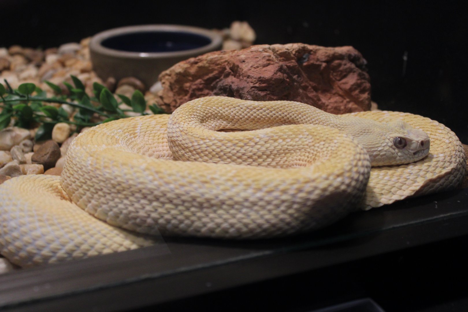 {Albino} Western Diamondback Rattlesnake (C. atrox)