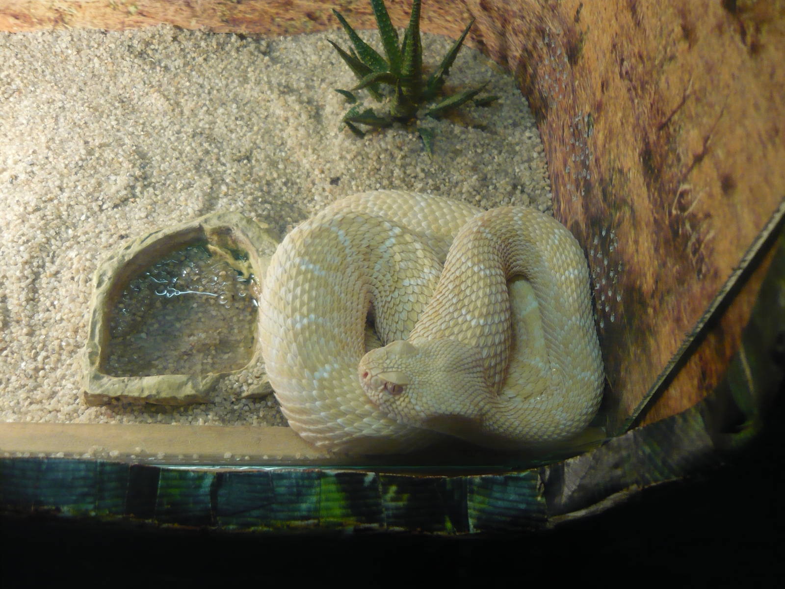 Albino Western diamondback rattlesnake (Crotalus atrox)