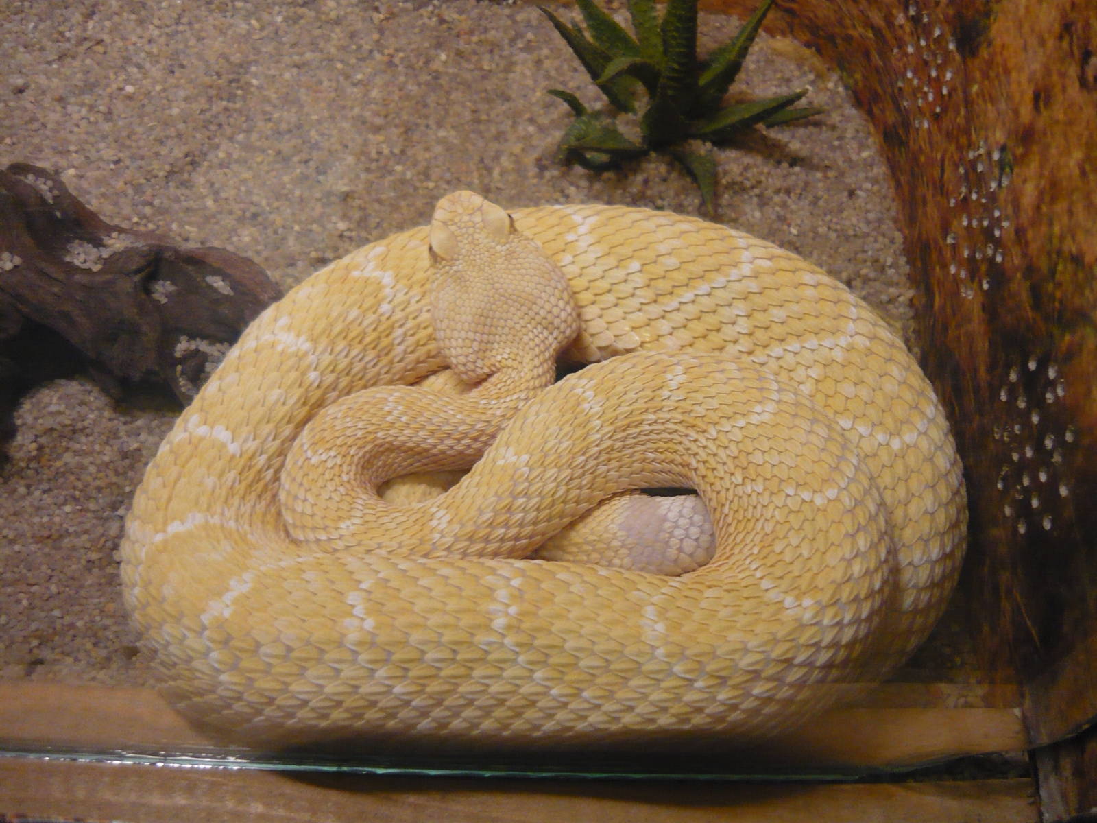 Albino Western diamondback rattlesnake