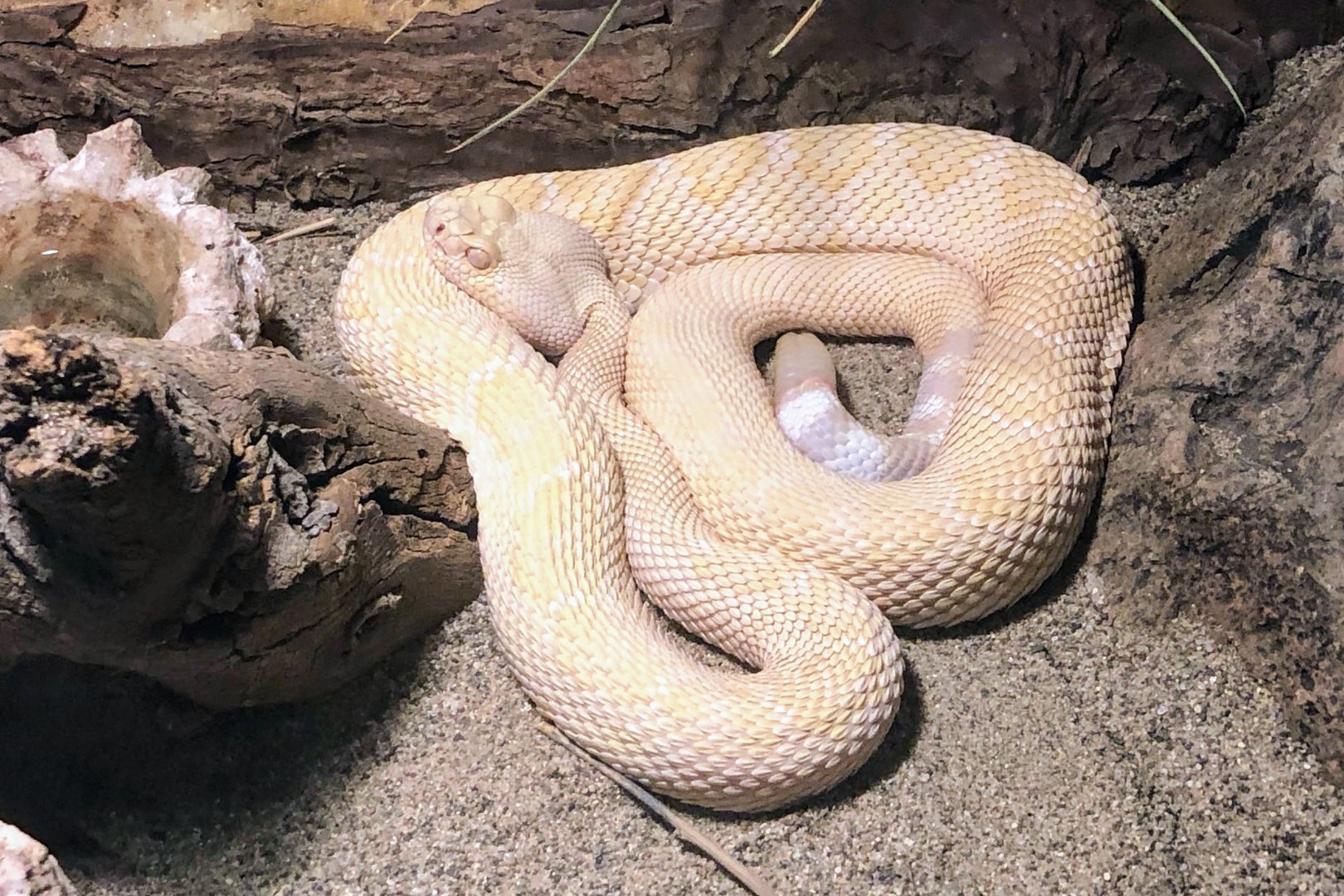 Albino Western Diamondback Rattlesnake