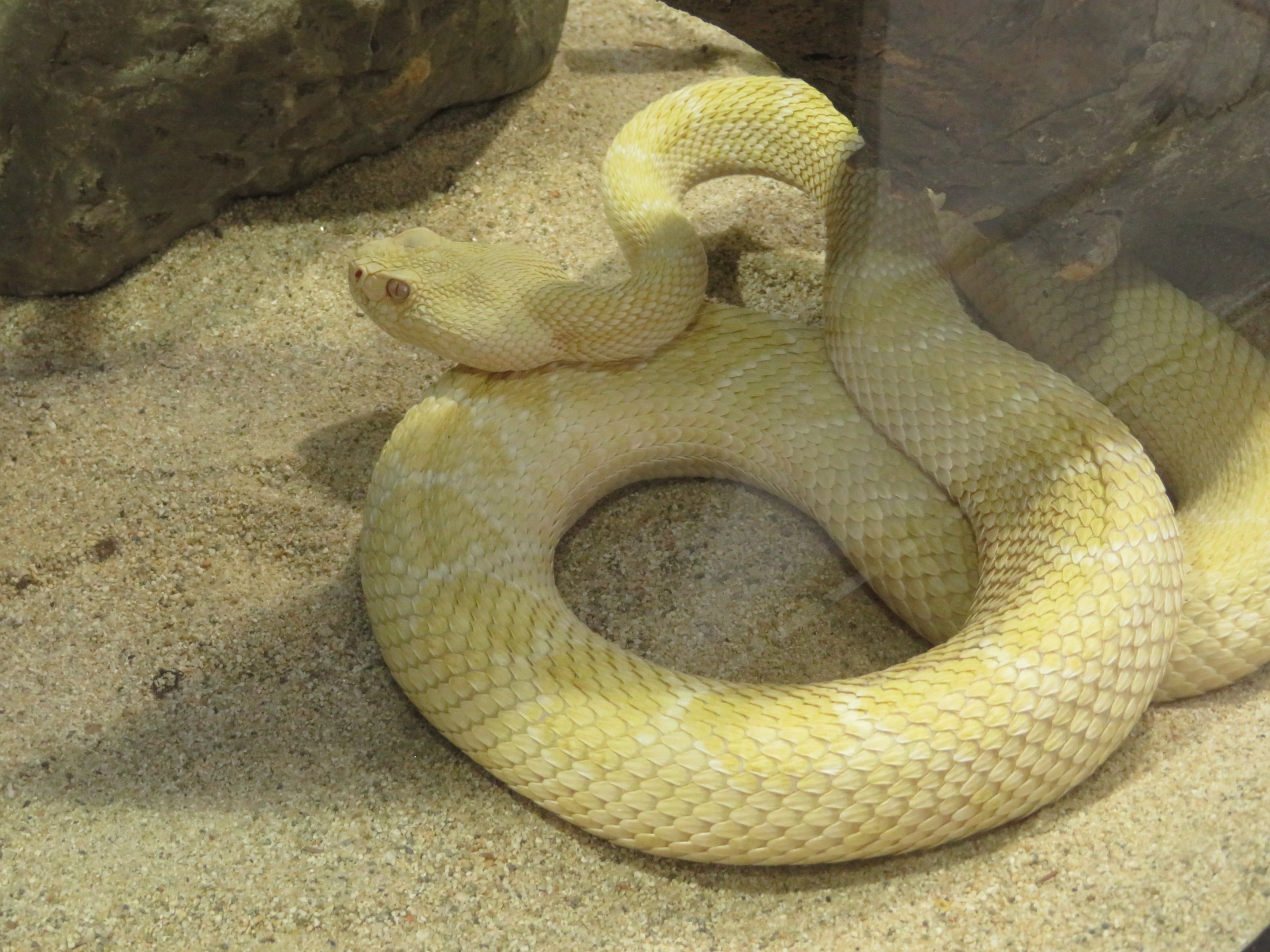 Albino Western Diamondback Rattlesnake