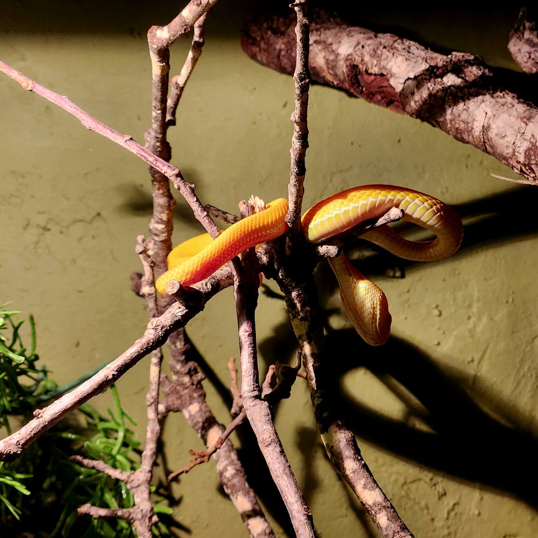 Albino White-Lipped Pit Viper (Trimeresurus albolabris)