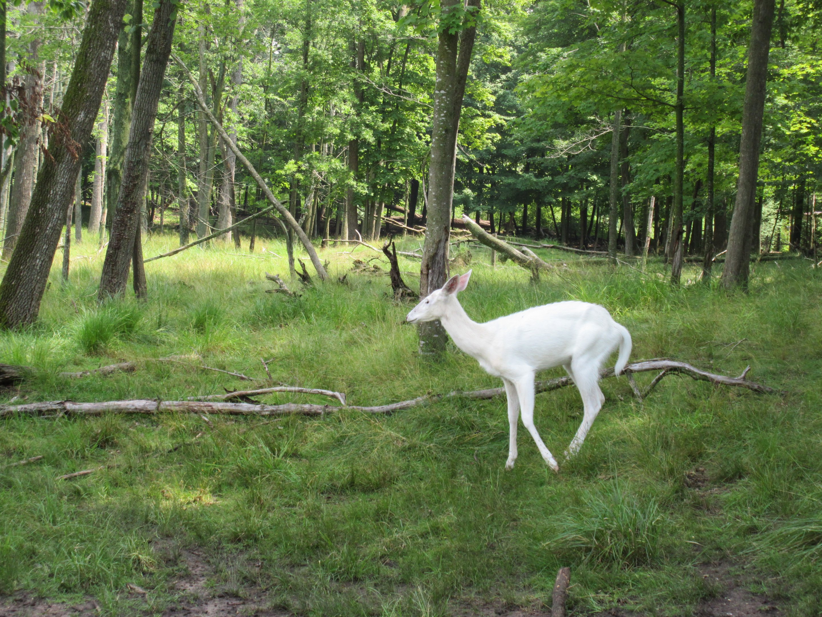 Albino White-tailed Deer