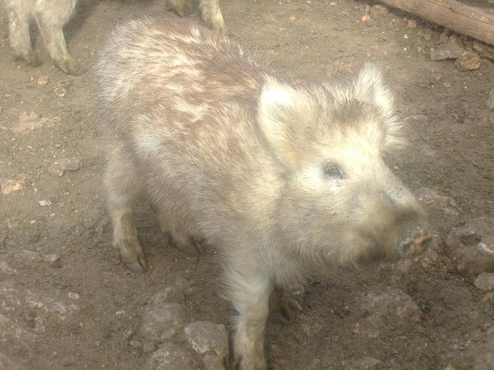 Albino Wild Boar