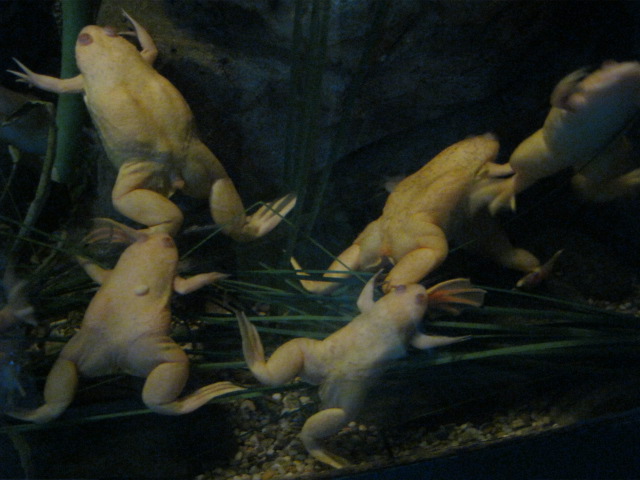 Albino Xenopus Clawed Frogs 2015