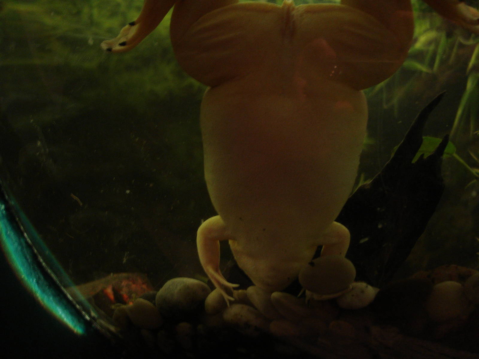 Albino Xenopus Frog
