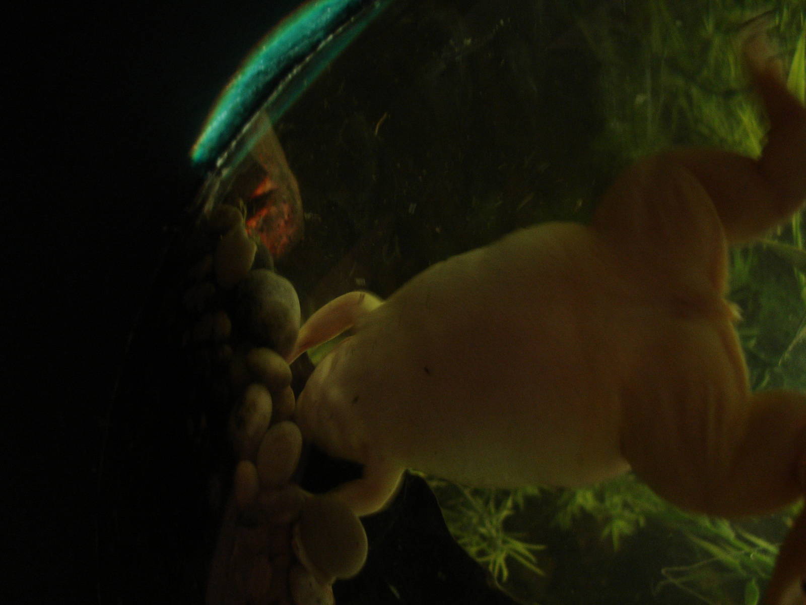 Albino Xenopus Frog
