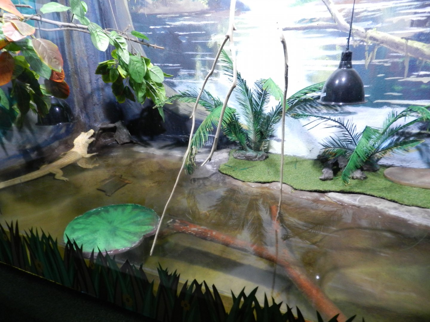 Albino Yacare caiman exhibit - São Paulo Aquarium