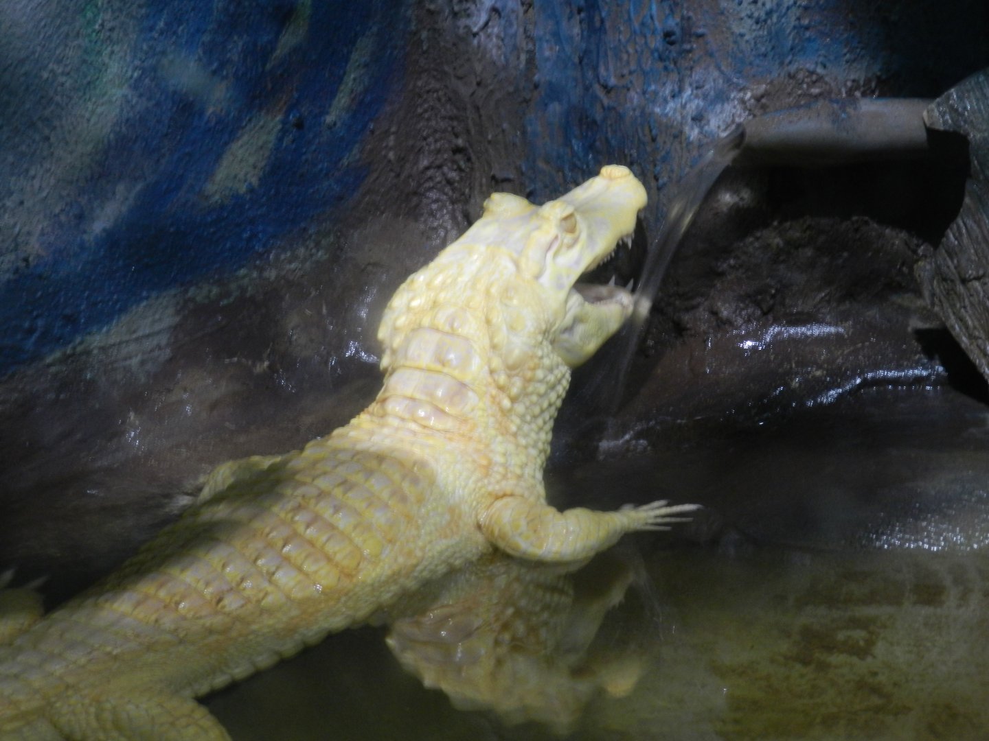 Albino Yacare caiman - São Paulo Aquarium