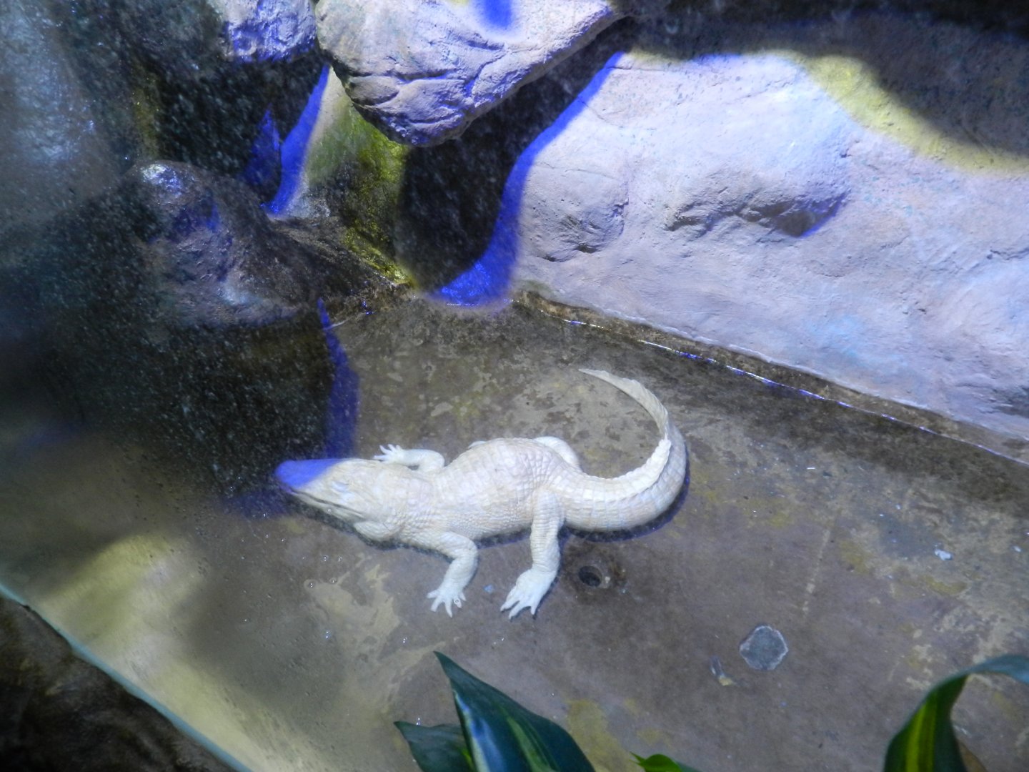 Albino Yacare caiman - São Paulo Aquarium
