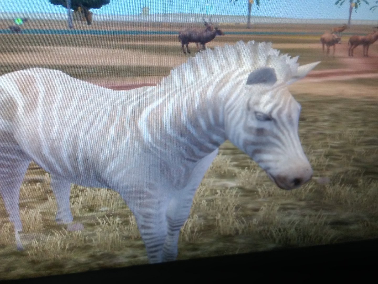 Albino Zebra