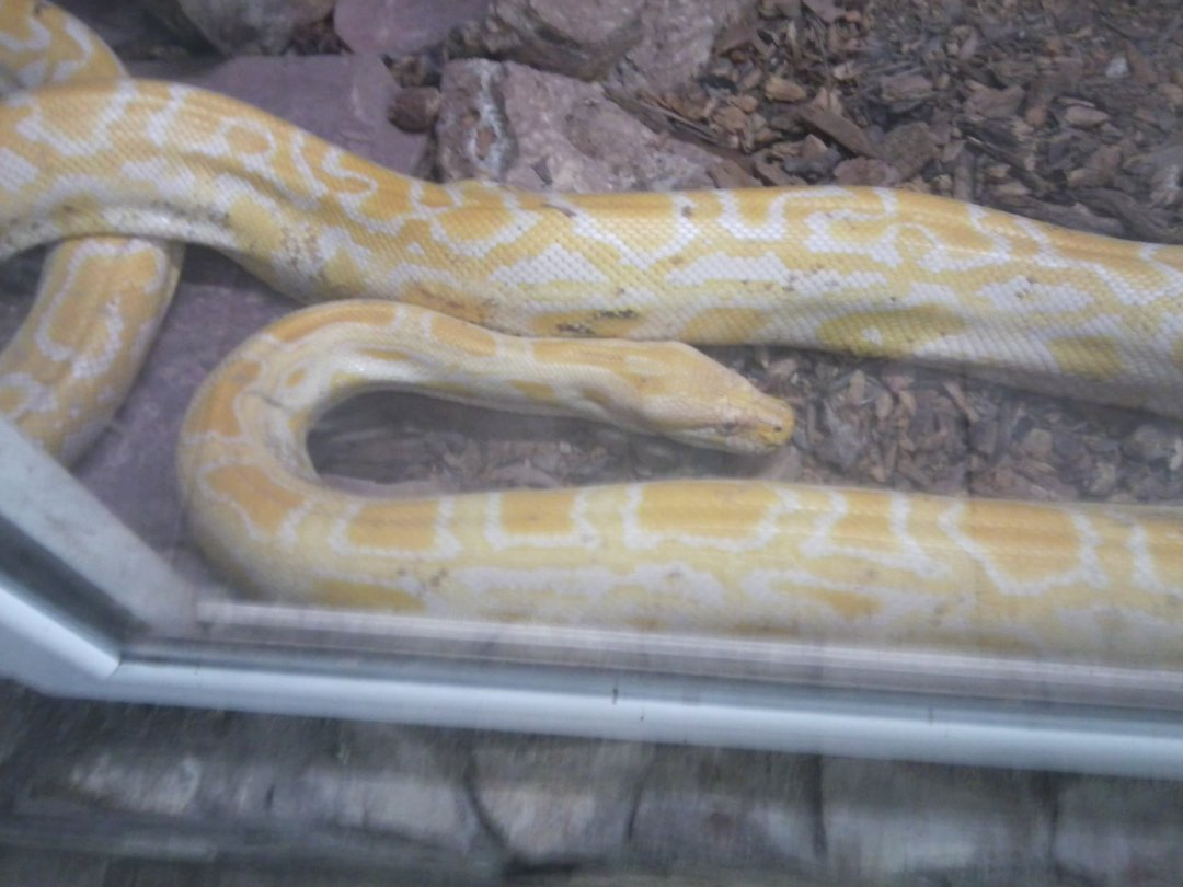 Albino