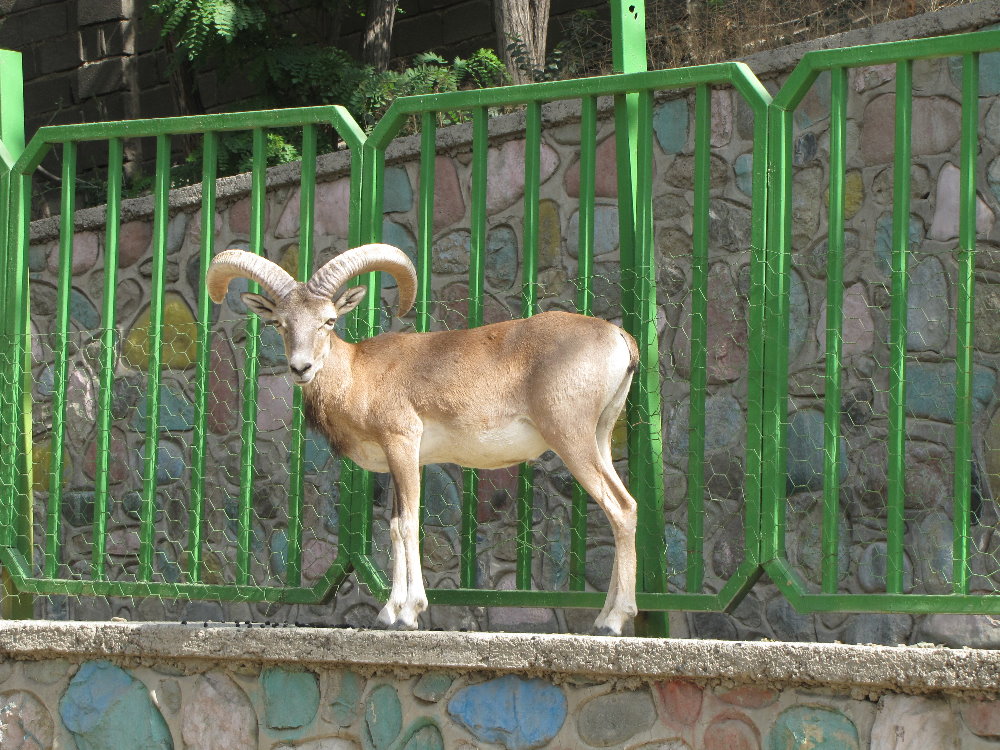 alborz wild sheep (male)