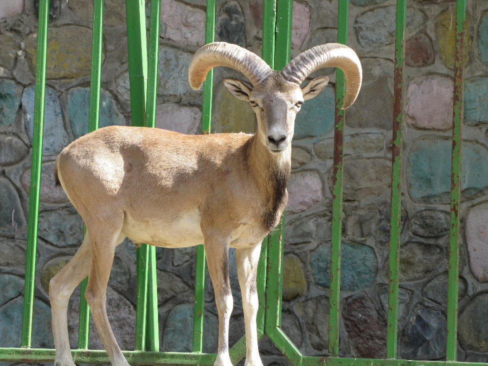 alborz wild sheep (male)