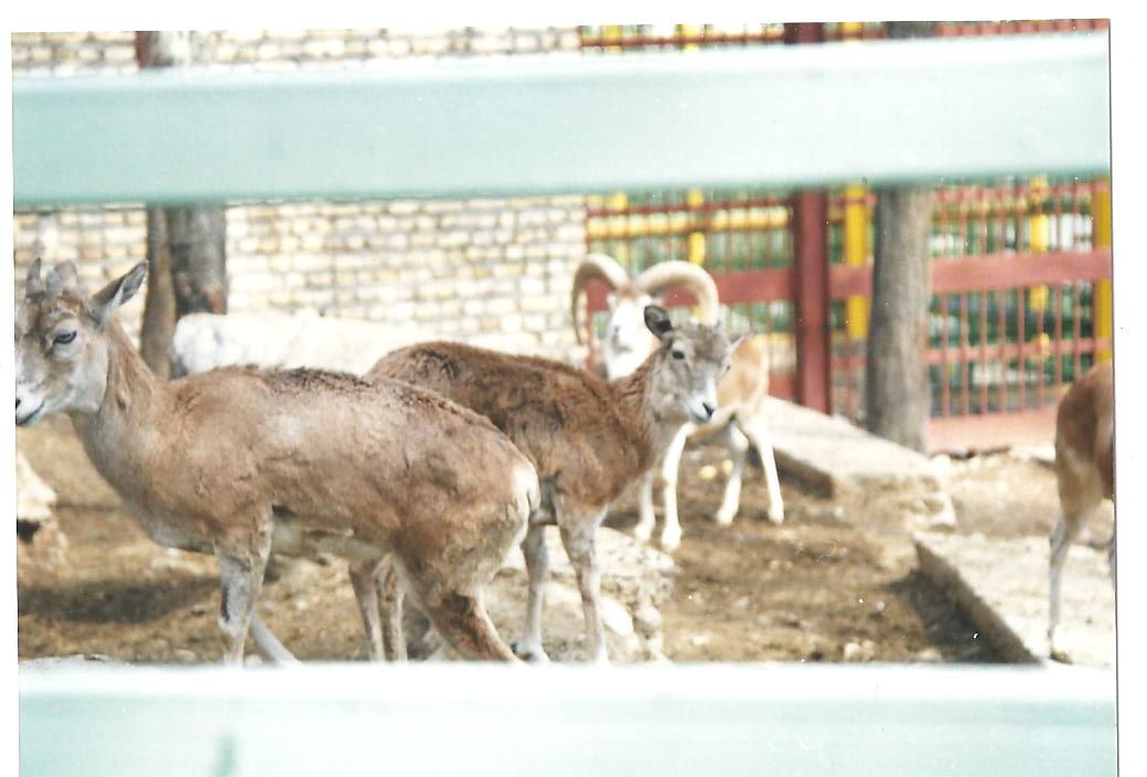 alborz wild sheep (tehran zoo)1992