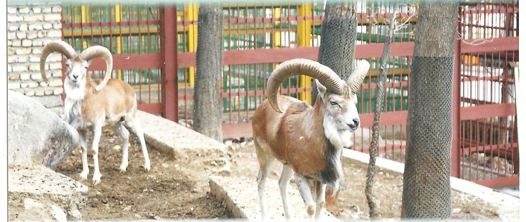 alborz wild sheep (tehran zoo)1992