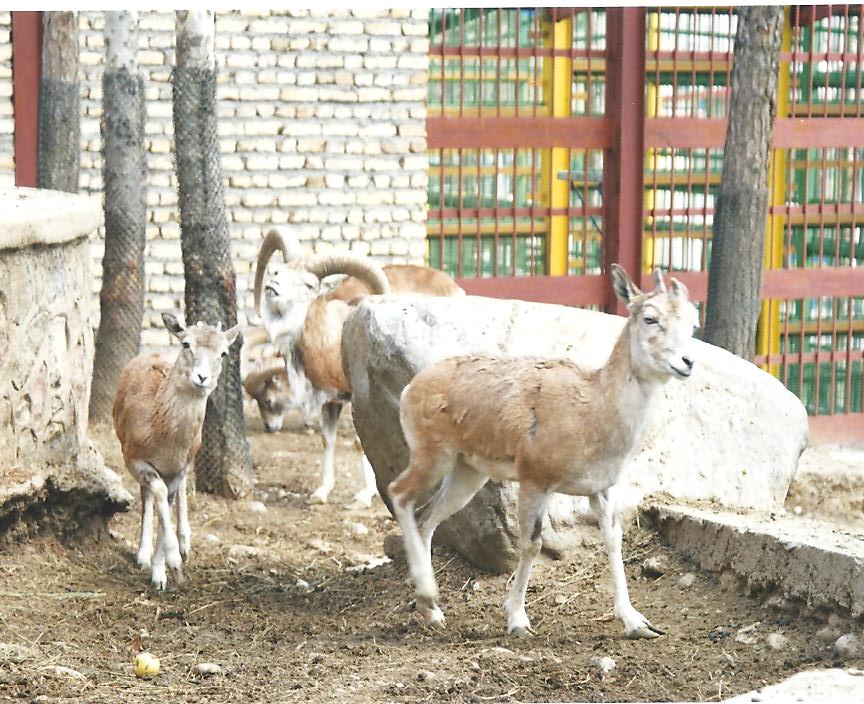 alborz wild sheep (tehran zoo)1992