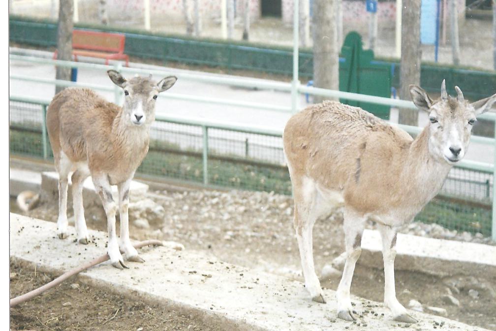 alborz wild sheep (tehran zoo)1992