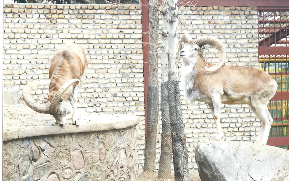 alborz wild sheep (tehran zoo)1992