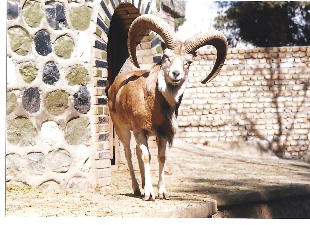 alborz wild sheep (tehran zoo)1992