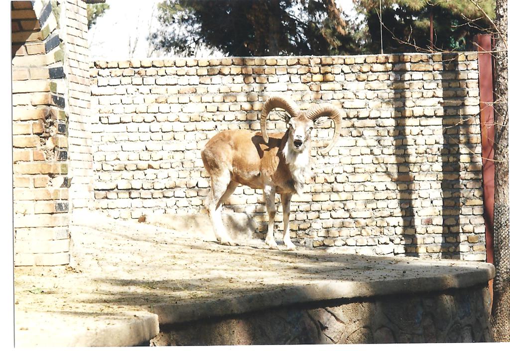 alborz wild sheep (tehran zoo)1992