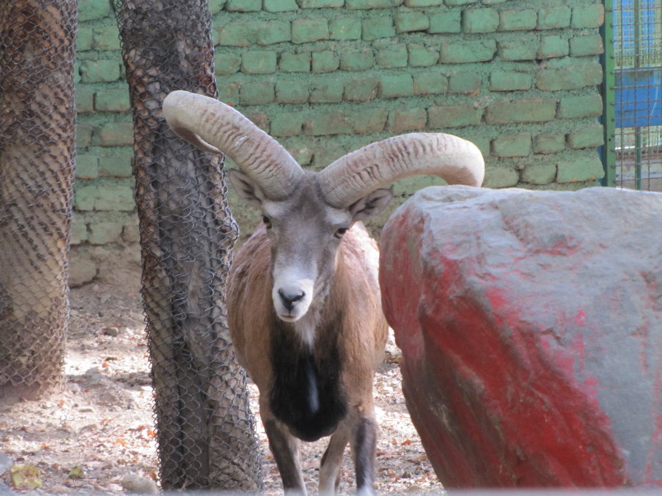 alborz wild sheep (tehran zoo)