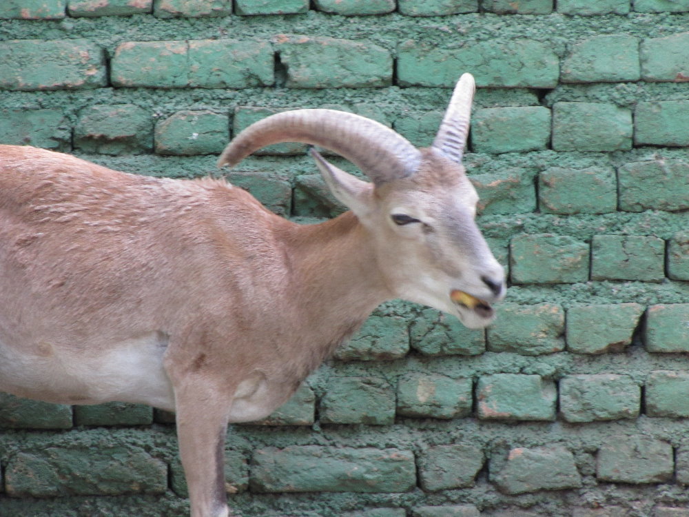 alborz wild sheep (tehran zoo)