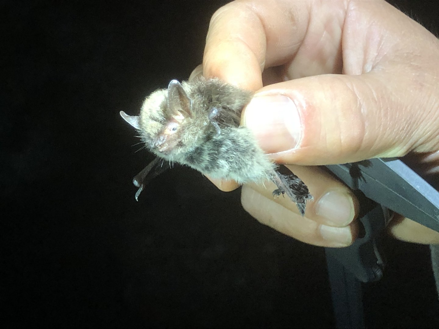 Alcathoe’s Bat (Myotis alcathoe)