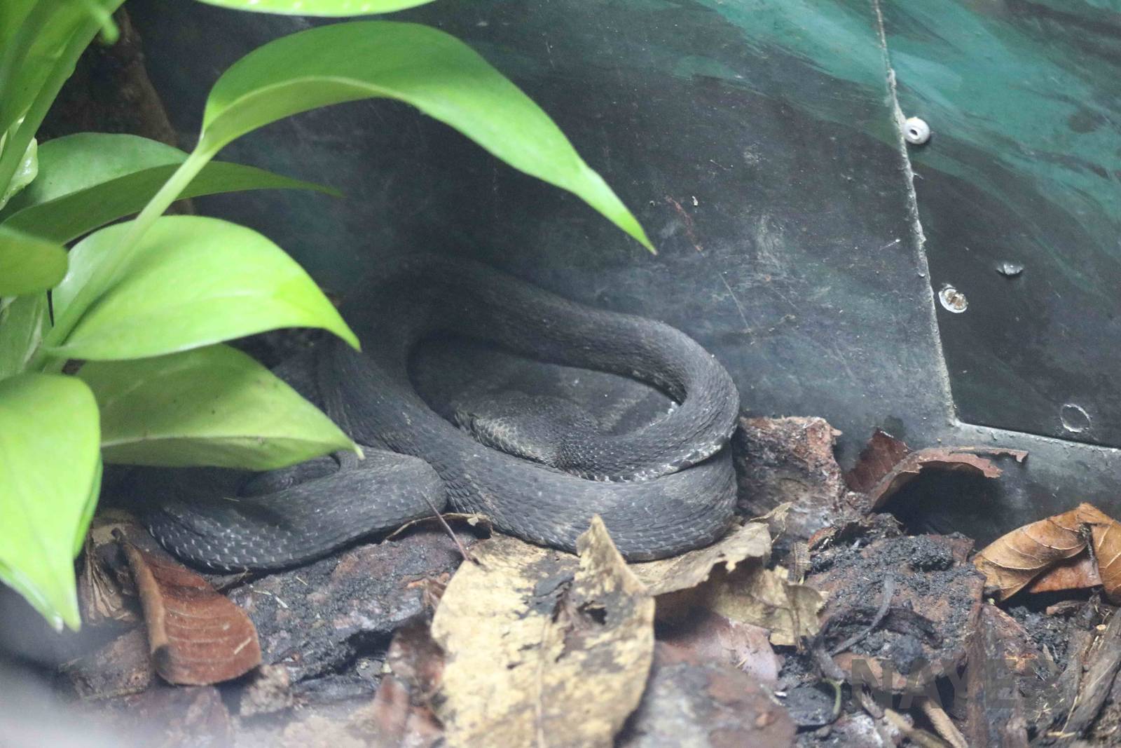 Alcatrazes lancehead - Instituto Butantan, March 2016