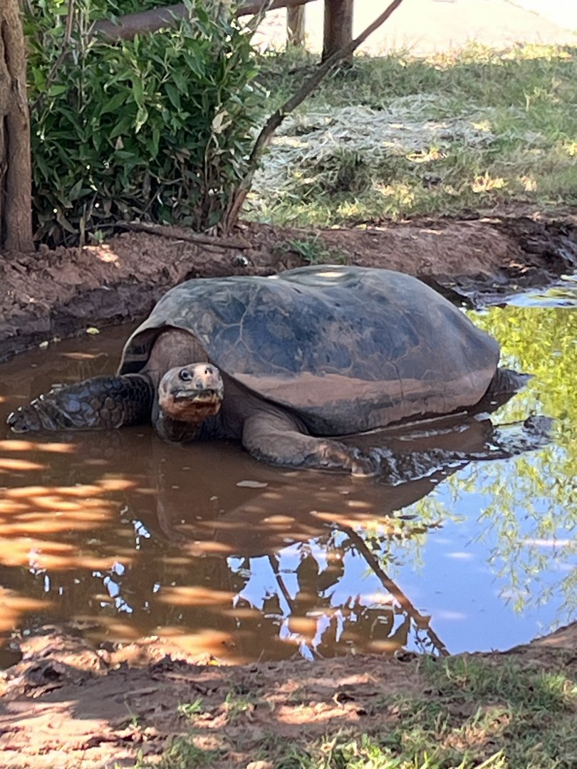 Alcedo Volcano Galapagos Tortoise (Chelonoidis vandenburghi), Aug. 13, 2025