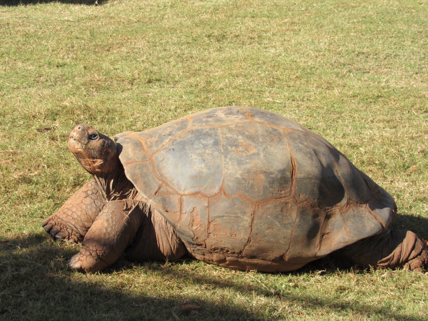 Alcedo Volcano Galapagos Tortoise (Chelonoidis vandenburghi)