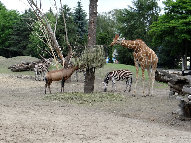 Alcelaphus buselaphus caama/Equus quagga chapmani/Giraffa camelopardalis re