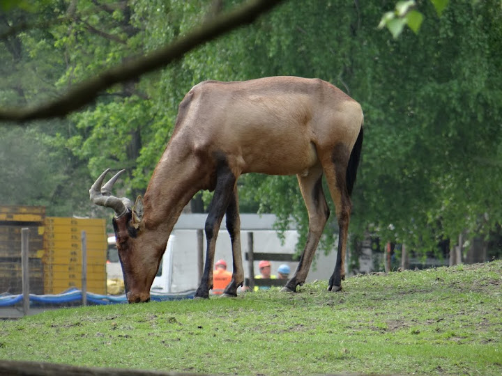 Alcelaphus buselaphus caama