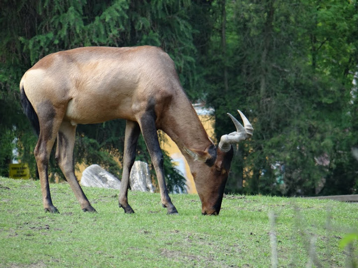 Alcelaphus buselaphus caama