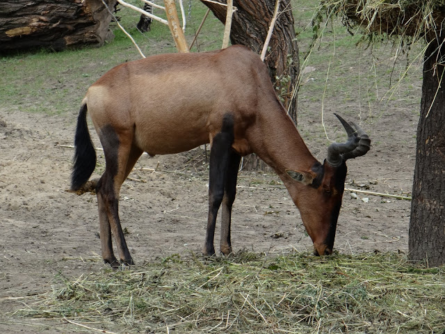 Alcelaphus buselaphus caama