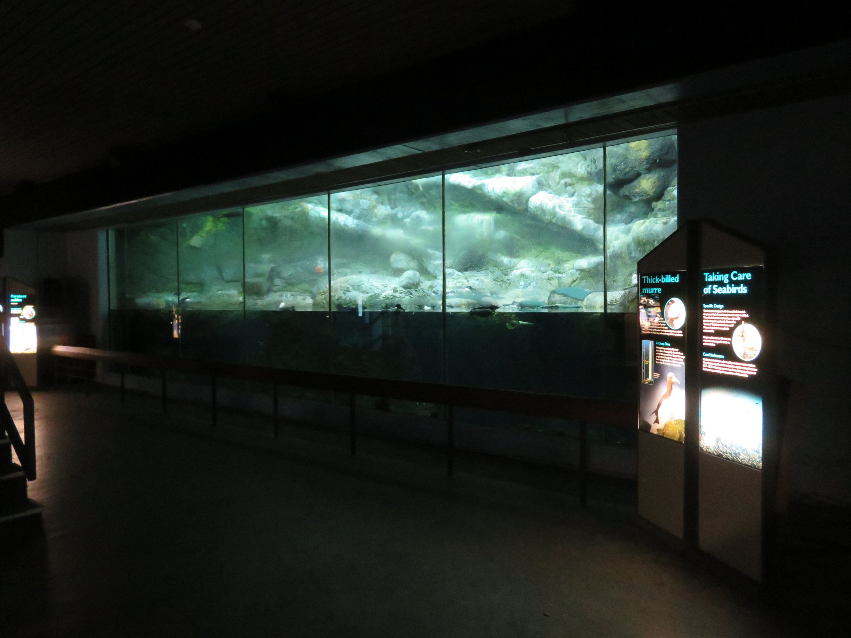 Alcid Exhibit (3 species)